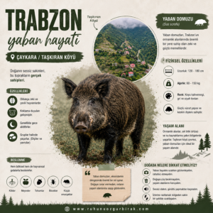 Read more about the article FOTOKAPAN ÇALIŞMASI (YABAN DOMUZ SÜRÜSÜ)
