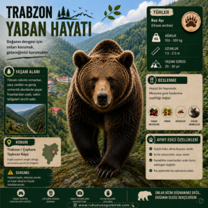 Read more about the article FOTO KAPAN ÇALIŞMASI (BOZ AYI)
