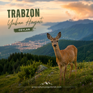 Read more about the article FOTOKAPAN GÖRÜNTÜSÜ (CEYLAN)