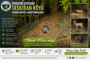 Read more about the article Trabzon Çaykara Taşkıran Köyü’nde Fotokapan ile Yaban Hayatı Araştırmaları: Sedat Altınışık’ın Doğaya Saygılı Gözlemleri