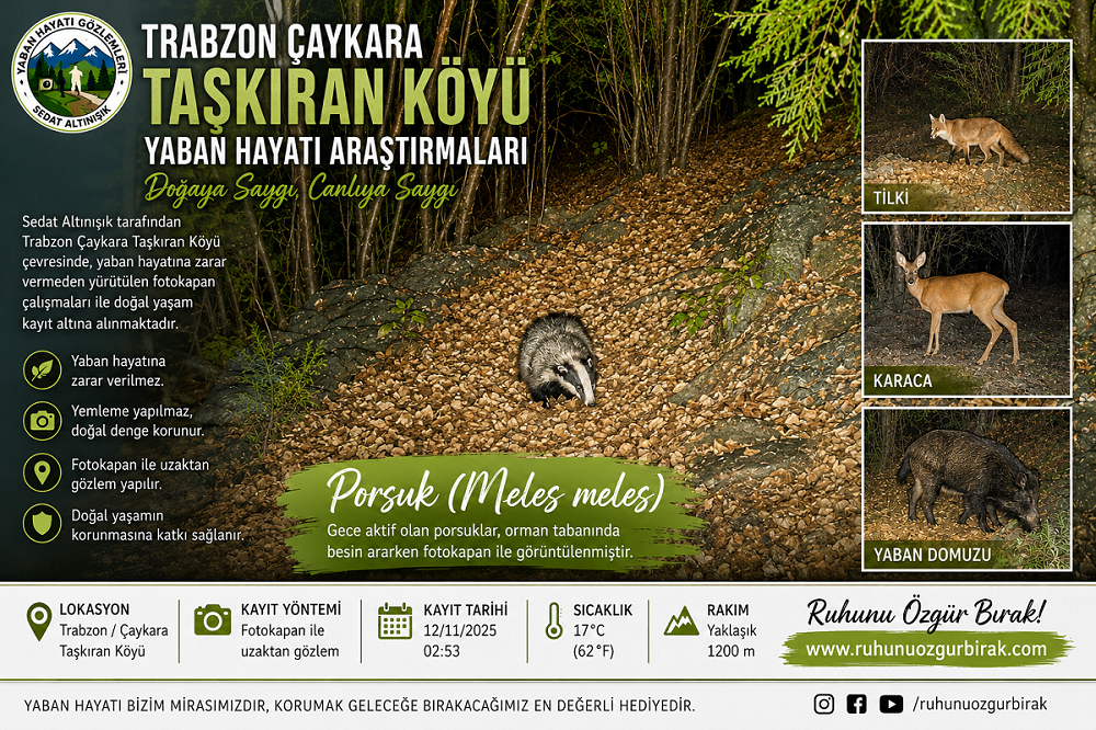 You are currently viewing Trabzon Çaykara Taşkıran Köyü’nde Fotokapan ile Yaban Hayatı Araştırmaları: Sedat Altınışık’ın Doğaya Saygılı Gözlemleri