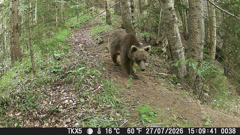 5 Foto kapan, 20 Gün ve Sayısız Yaban Hayatı Hikâyesi 2
